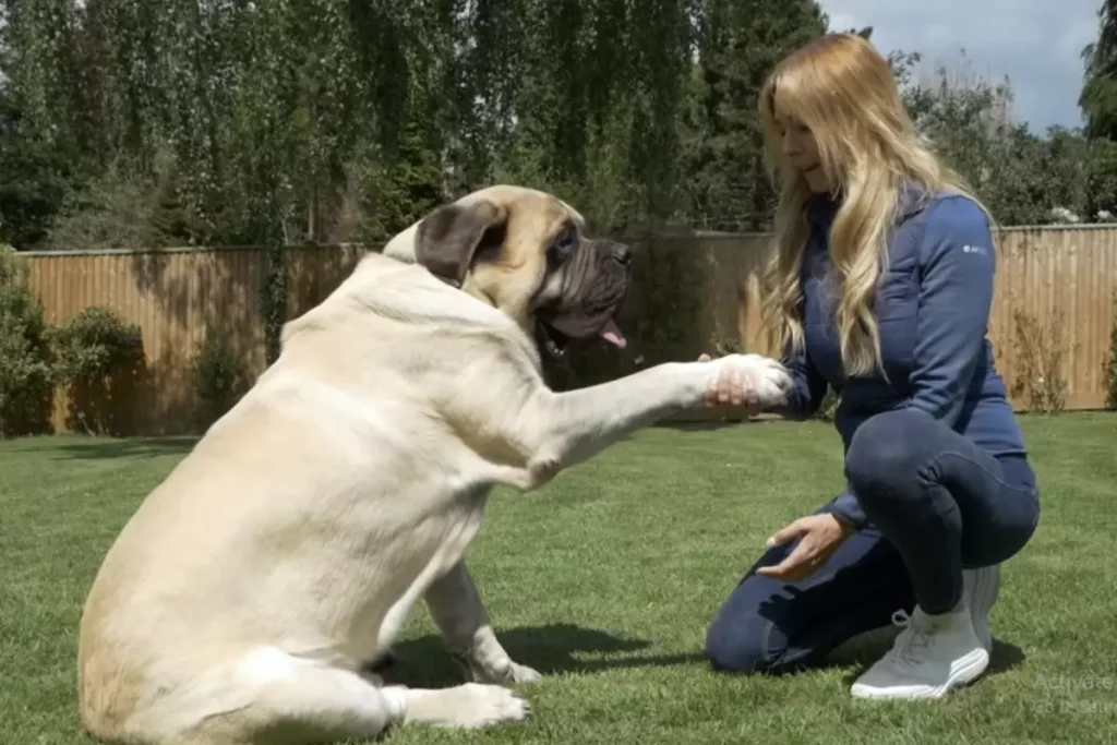 What is the world's largest puppy?