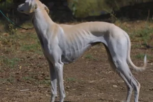 The Saluki is an ancient dog breed
