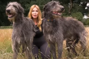 Scottish Deerhounds are also really tall dogs