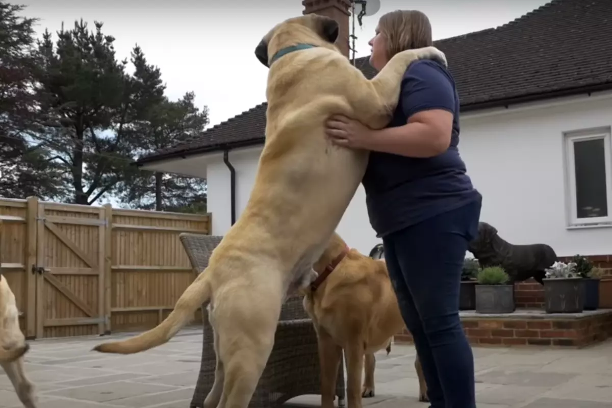 One of the biggest dog in the world