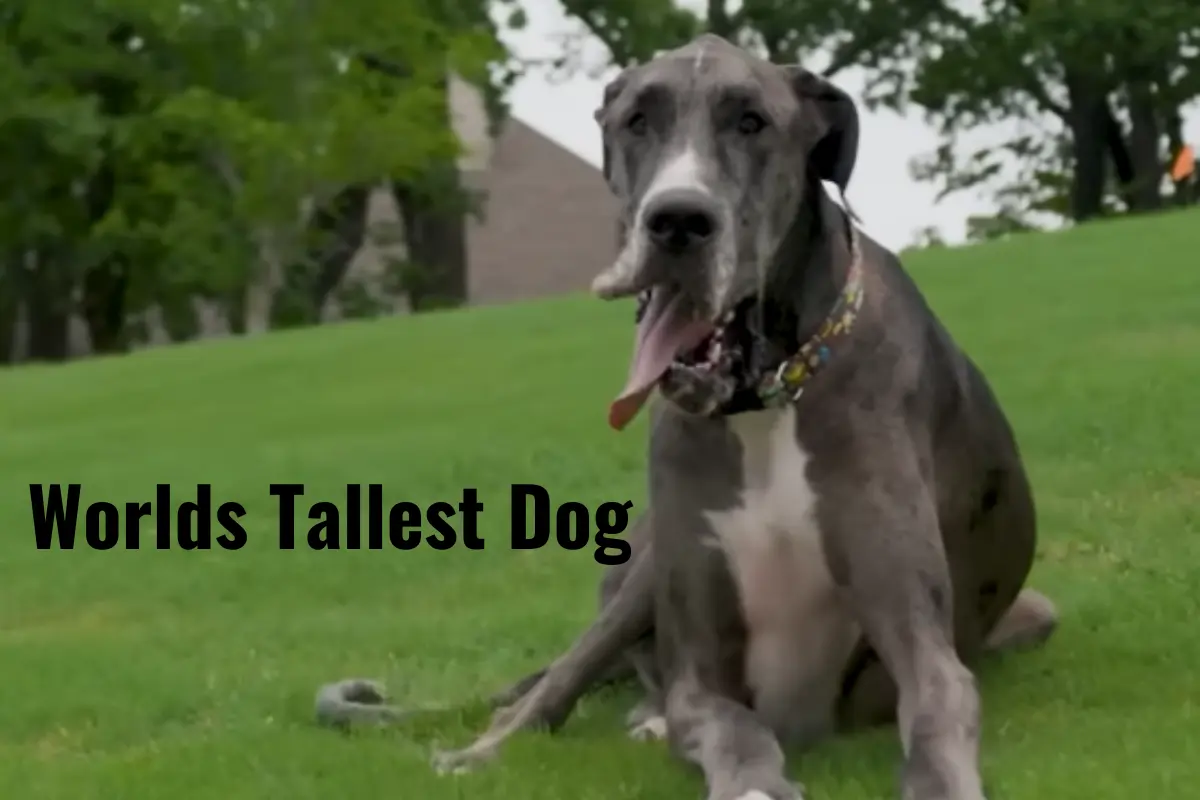 In the whole world, Zeus is the tallest dog