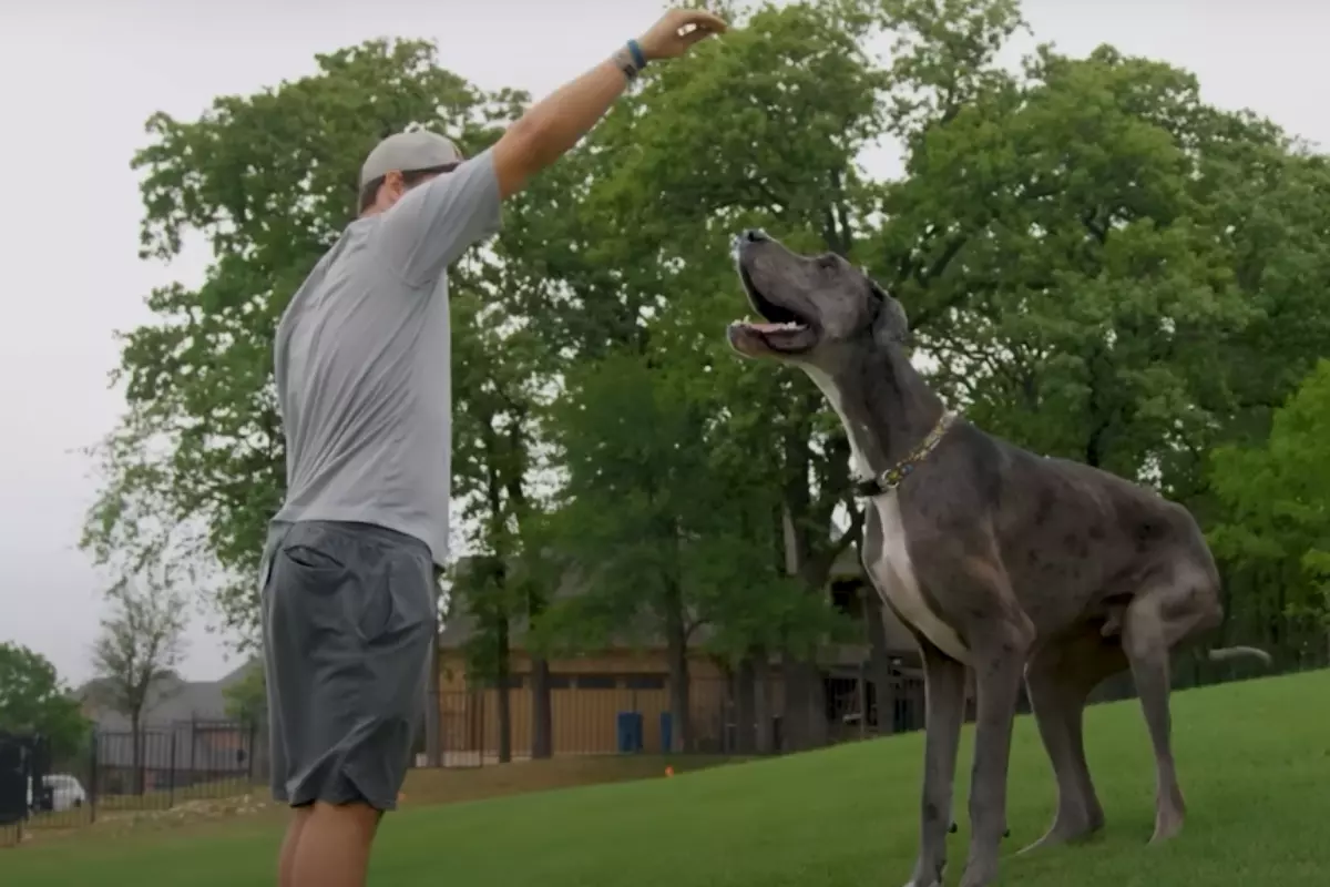 German Mastiff or Deutsche Dogge, the top of the list of the tallest dogs in the world