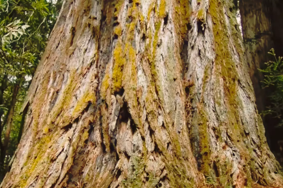 how tall is the world's tallest tree? 