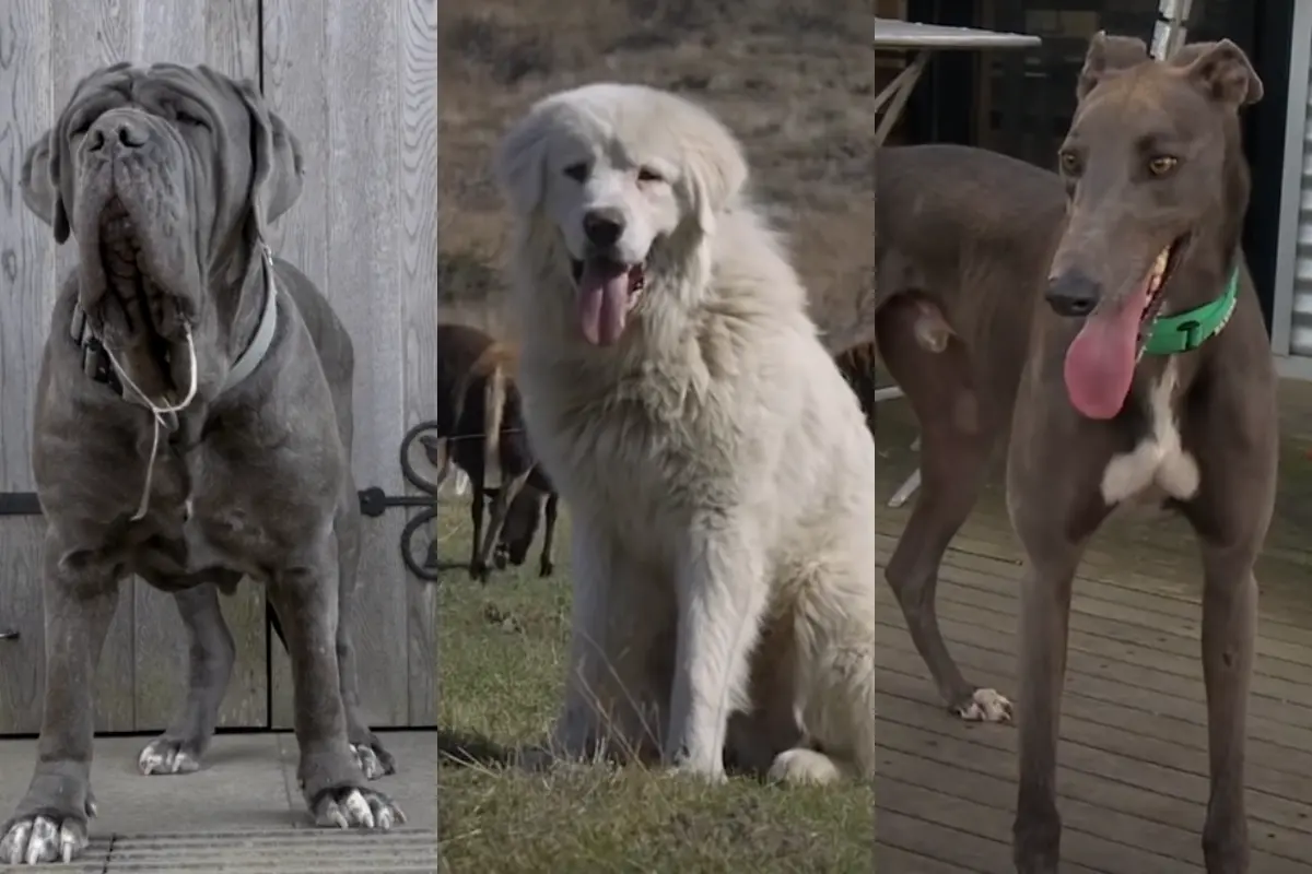 Explore The Top 10 Tallest Dog Breeds In The World