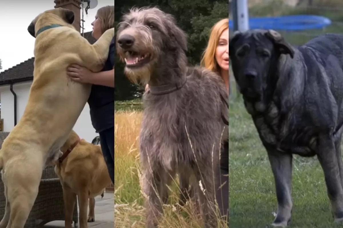 Meet The Top 6 Tallest Dogs In The World 2024