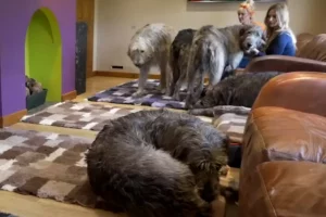 world's tallest dog breed