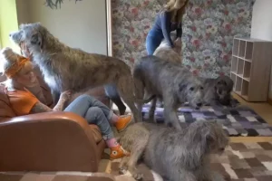 Irish Wolfhound tallest dog breed