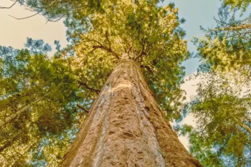 what is the tallest tree?