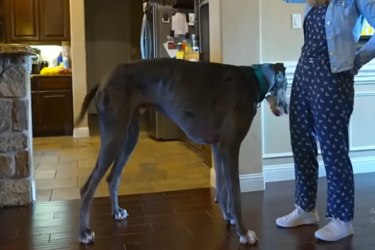 Who own the tallest dog