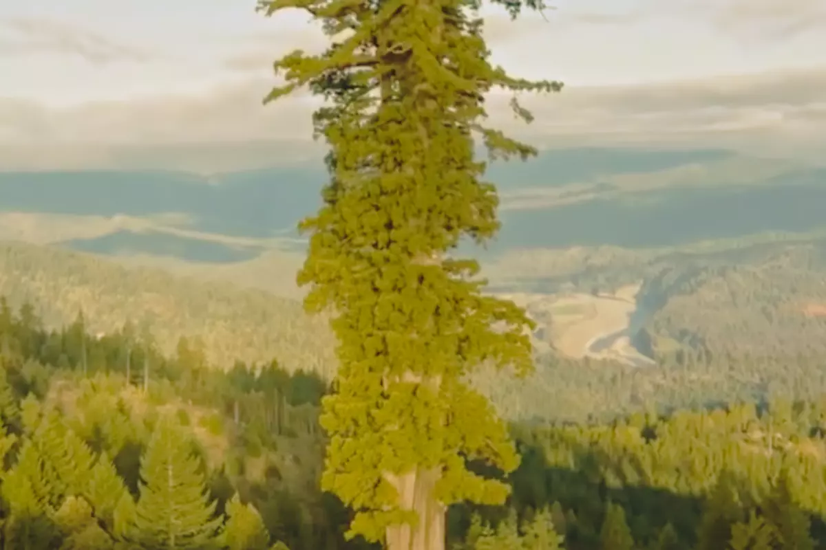 the tallest tree in the world