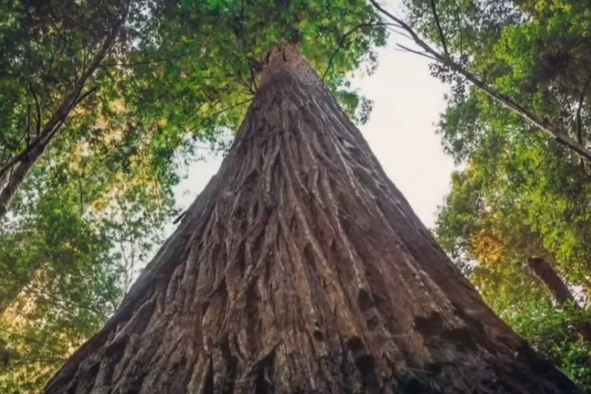 Alpine Ash is the 9th worlds tallest tree