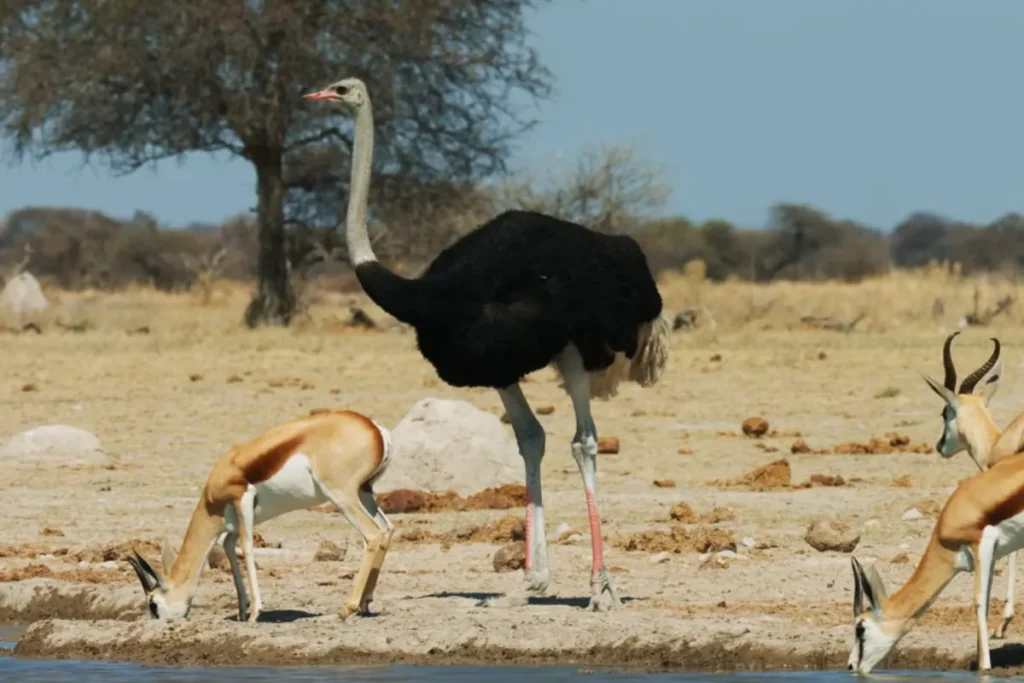 Tallest Animals in the world