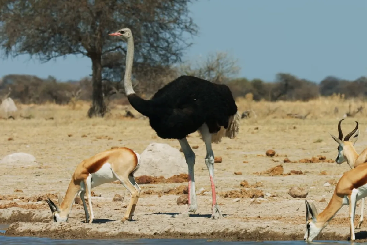 Meet the Majestic Giants: Tallest Animals in the World