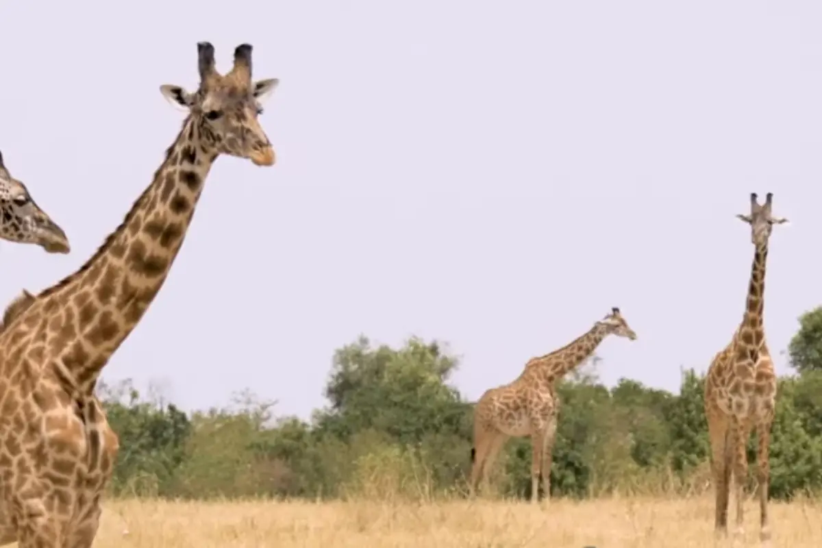 Where Do Giraffes Live?
