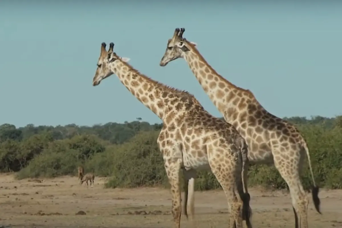 Who Is The Tallest Animal In The World?