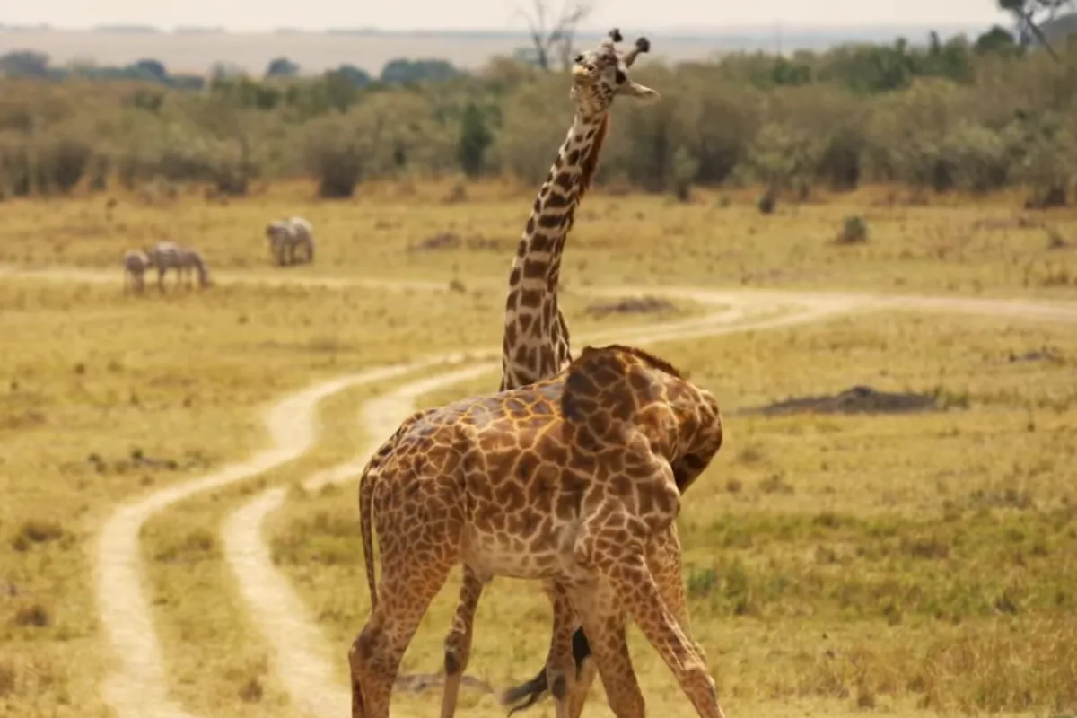 what's the tallest animal in the world? 