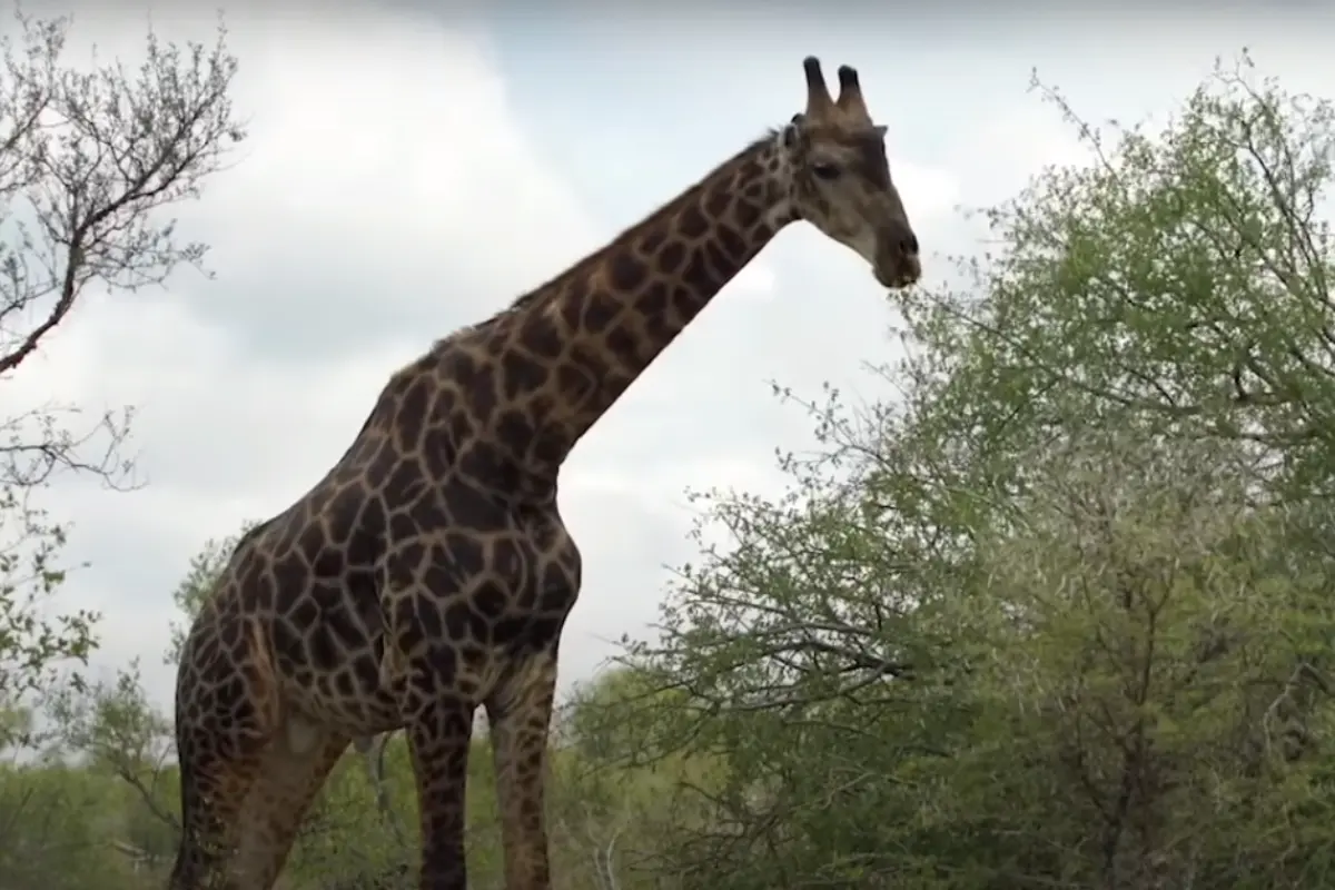 Giraffe is the tallest animal on Earth