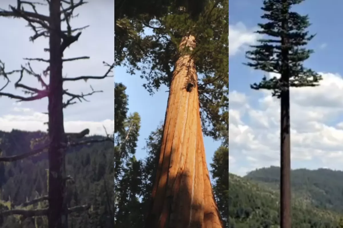 Top 10 Tallest trees in the world