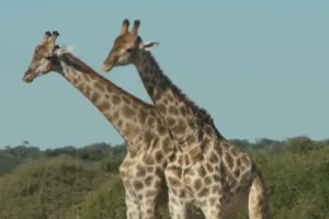Who is the tallest animal in the world?
