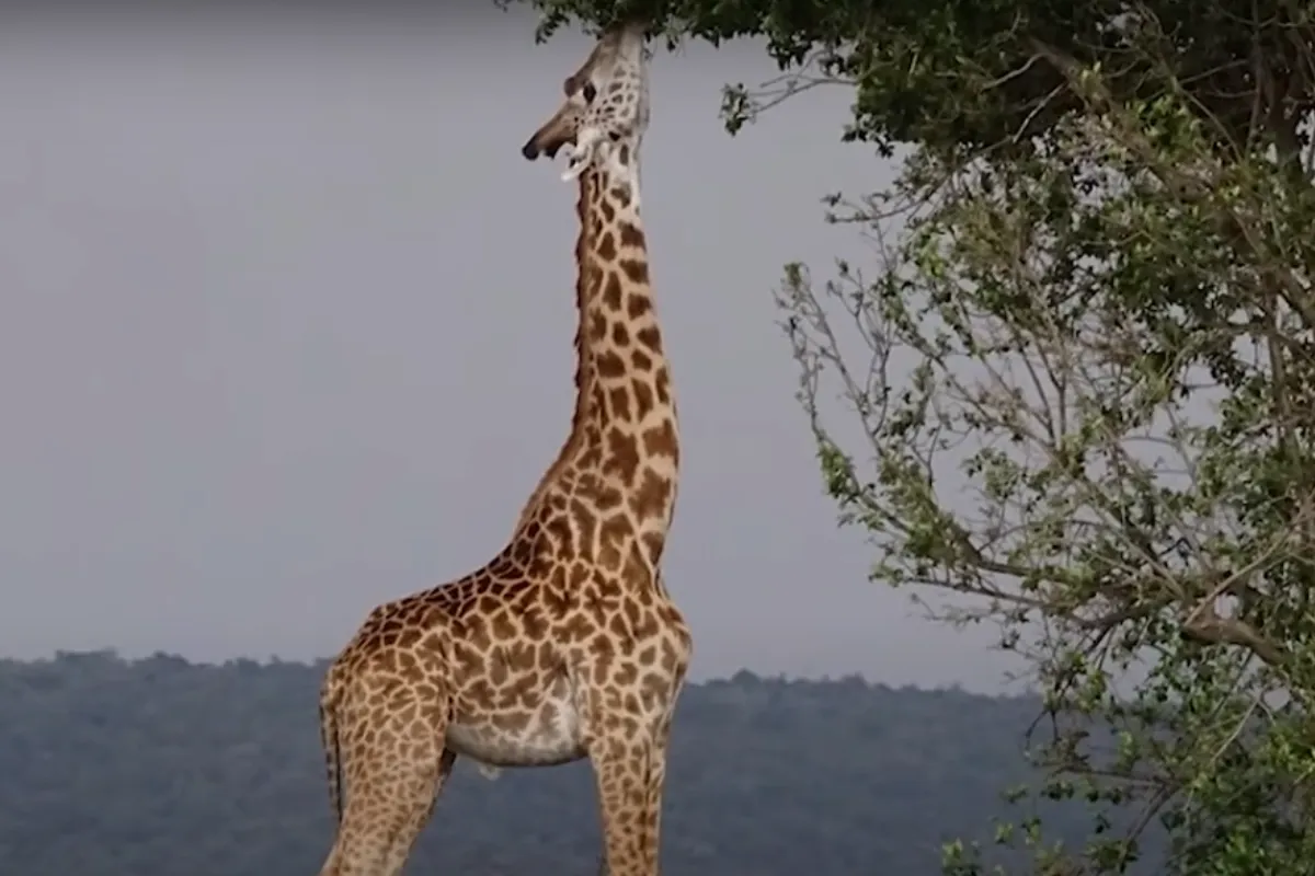 who is the Tallest Animal in the world?